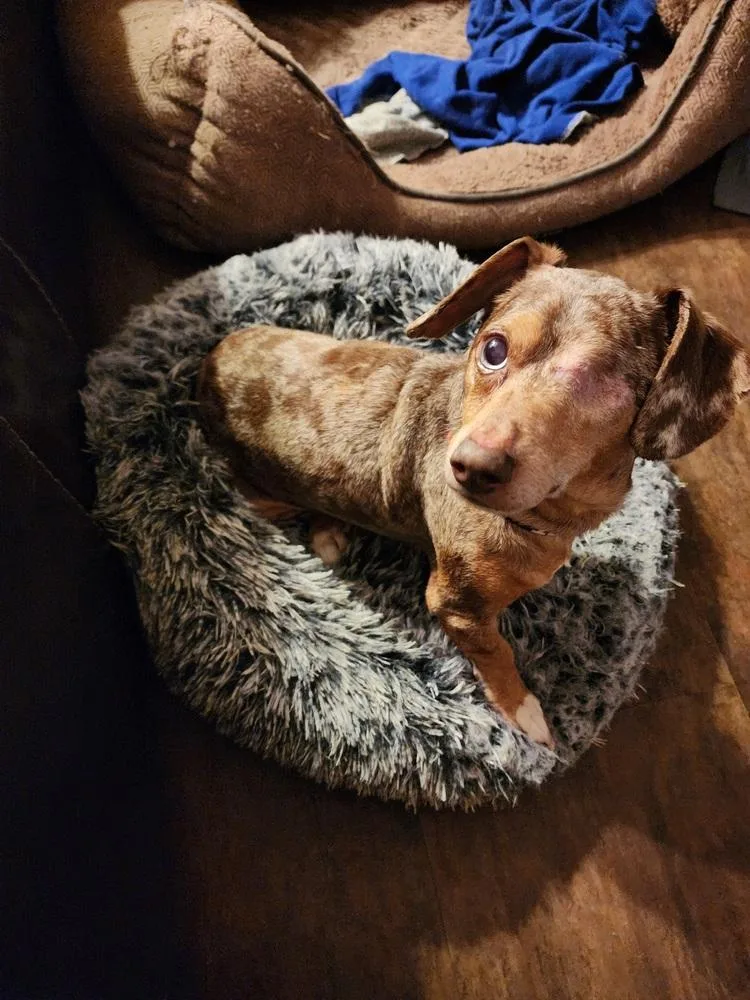 Dachshund Carver thumbnail 3