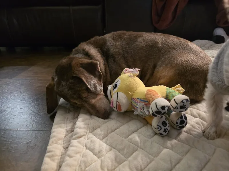 Dachshund Carver thumbnail 5