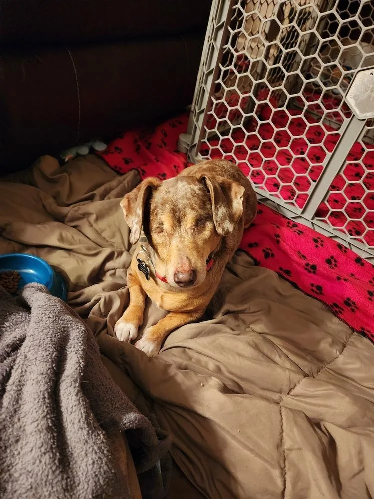 Dachshund Carver thumbnail 6