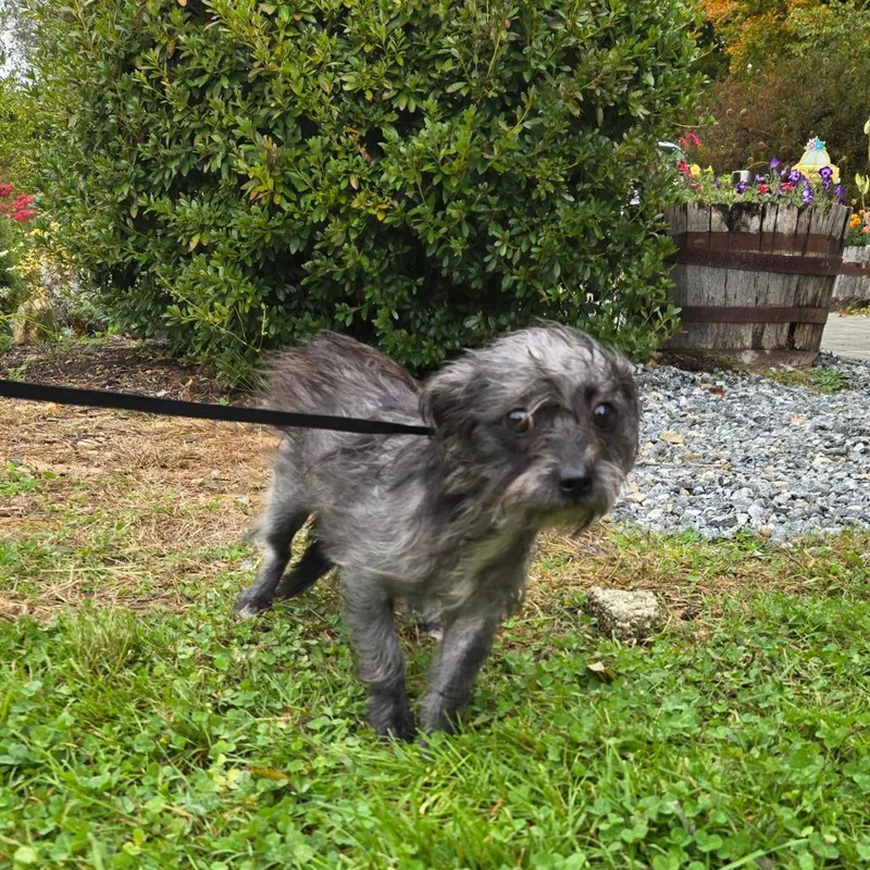 A young small-sized female Yorkshire Terrier dog named CT Brook for adoption in Stormville, NY