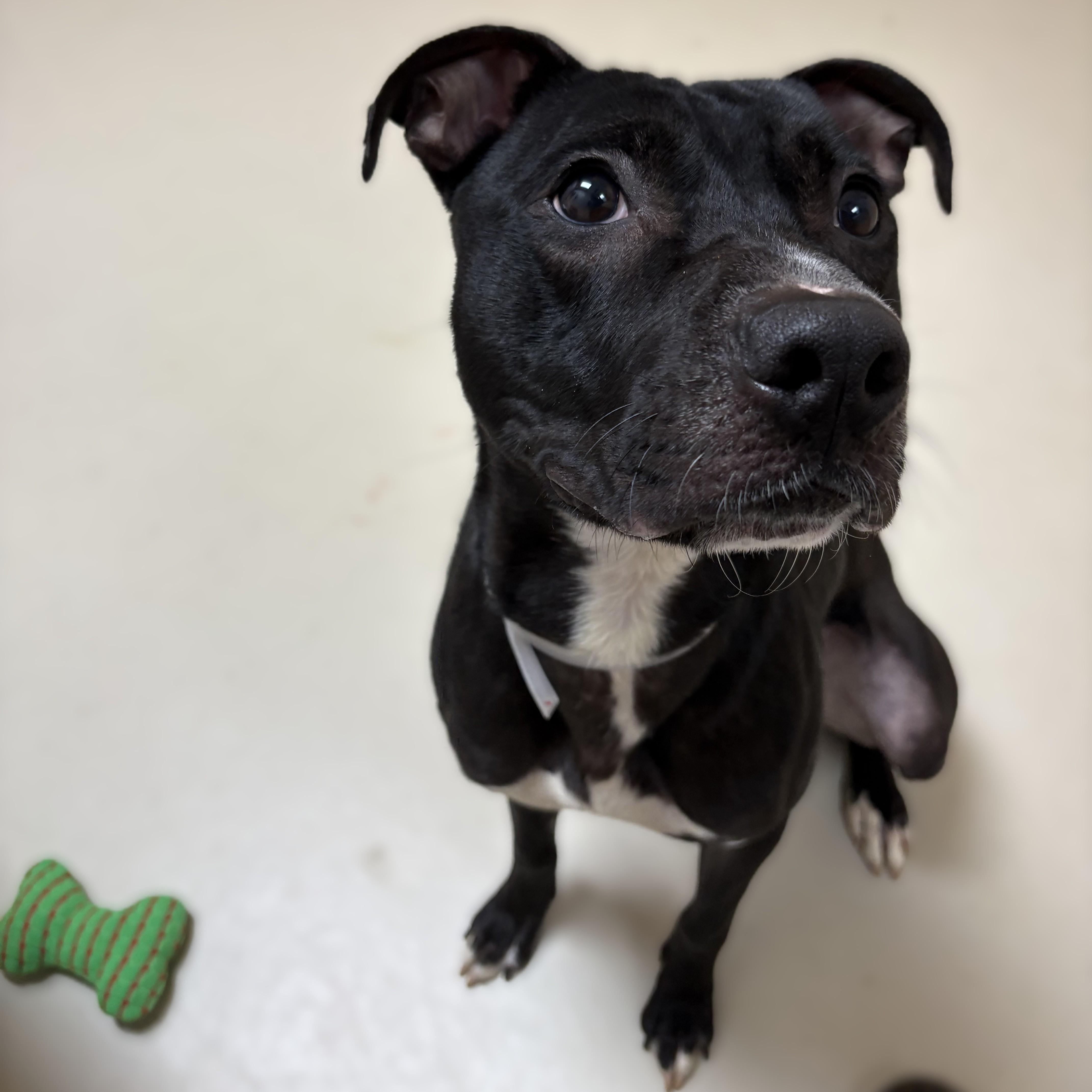 A young medium-sized male Black Pit Bull Terrier dog named Rex for adoption in Columbia, MD
