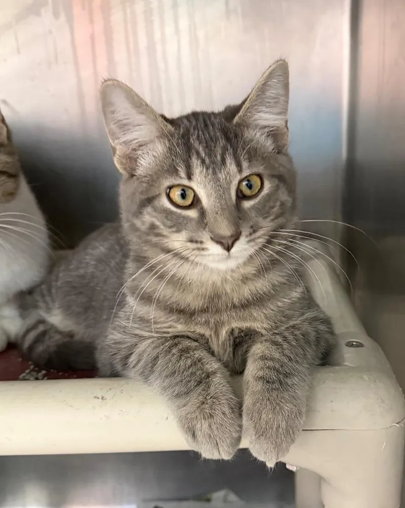 A baby medium-sized male Domestic Short Hair cat named Nebbercracker for adoption in Cincinnati, OH