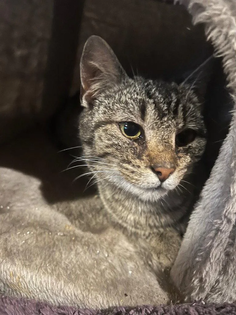 An adult medium-sized female Domestic Short Hair cat named Tricksy for adoption in Cromwell, KY