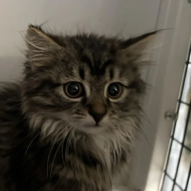 A baby small-sized male Brown / Chocolate Domestic Long Hair cat named Todd for adoption in Ruckersville, VA