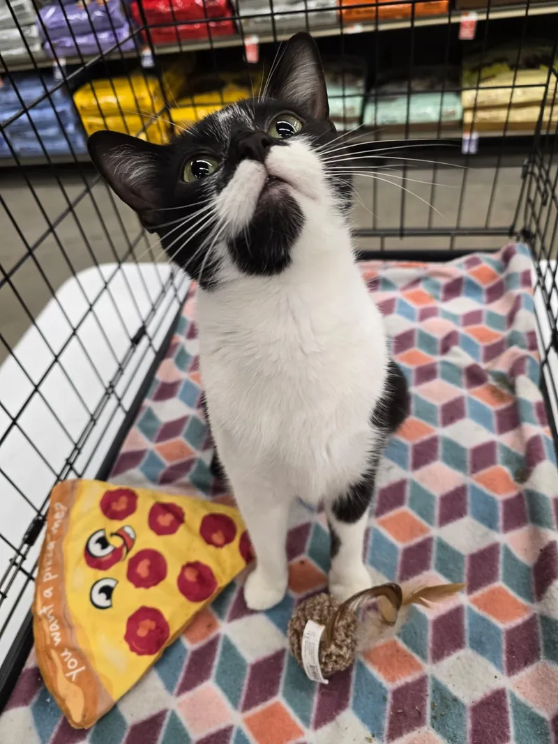 Fiesta Potato thumbnail 2