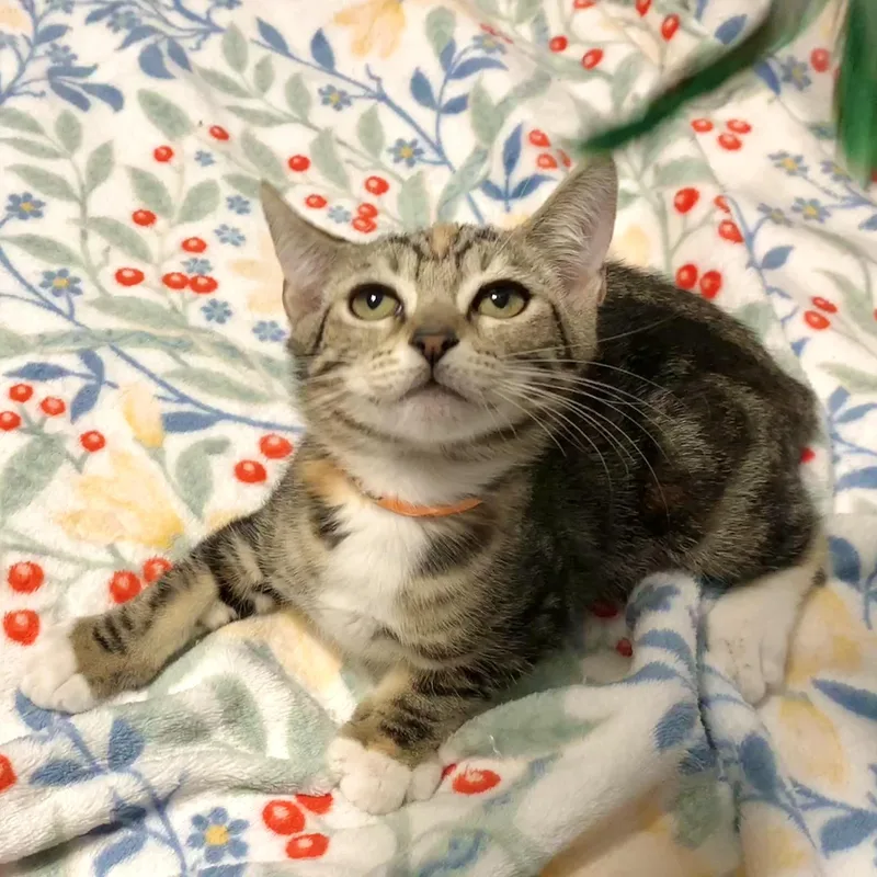 A baby small-sized female Gray / Blue / Silver Domestic Short Hair cat named Caroline for adoption in Gilbert, AZ