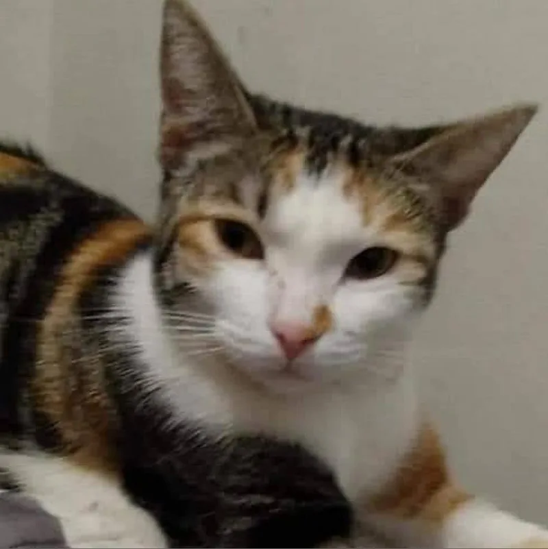 An adult small-sized female Calico Domestic Short Hair cat named Sassy for adoption in Hemet, CA