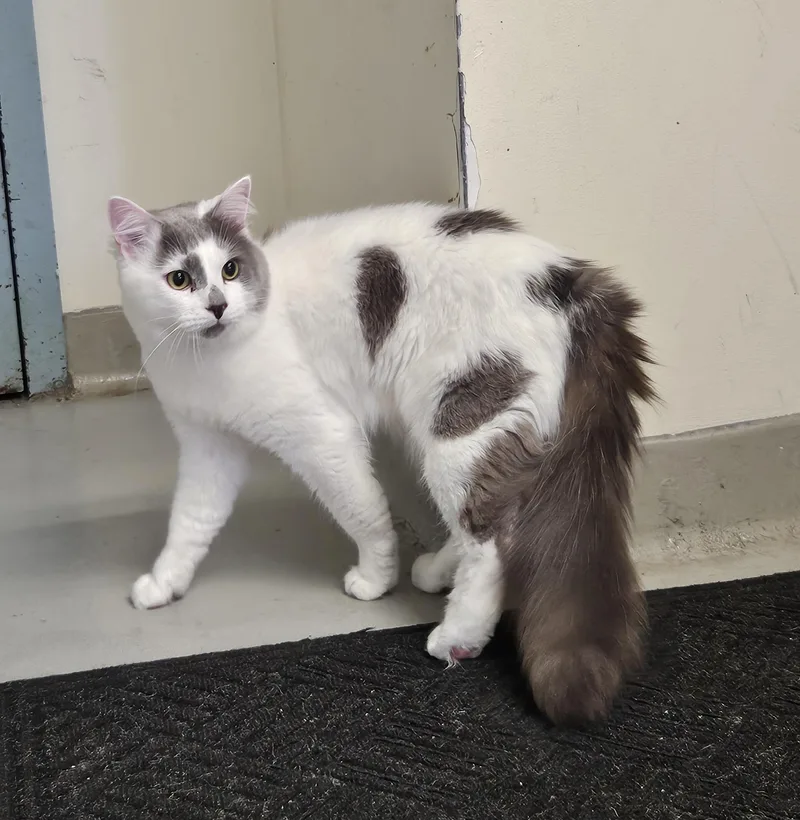 A young medium-sized male Domestic Medium Hair cat named Stray Cat for adoption in Medfield, MA