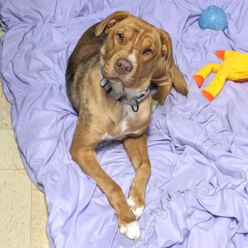 An adult large-sized female Yellow / Tan / Blond / Fawn Mixed Breed dog named Rayla Office for adoption in Union, MO