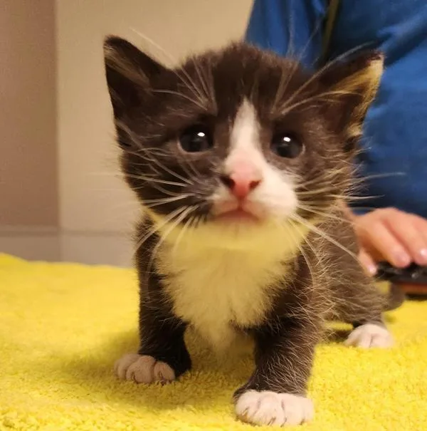 A baby large-sized male Domestic Short Hair cat named Nolan for adoption in Dublin, CA