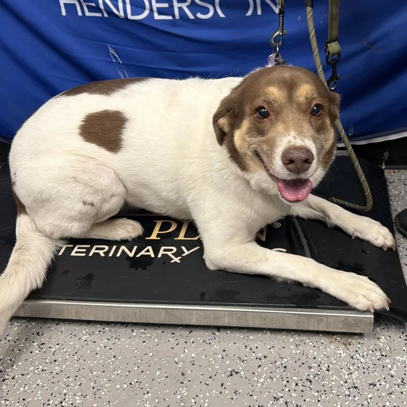 An adult medium-sized female White / Cream Labrador Retriever dog named Hannah for adoption in Henderson, NV