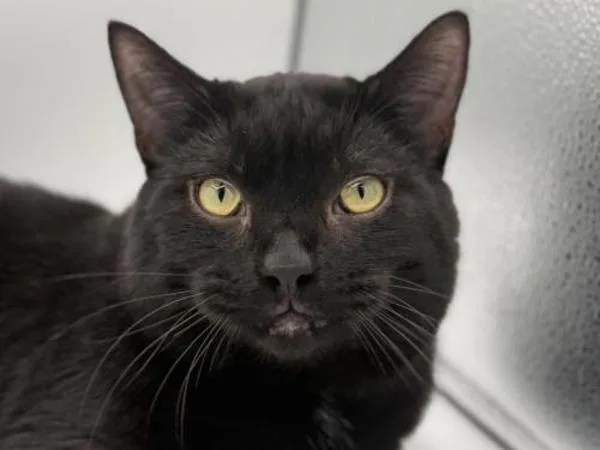 An adult medium-sized male Domestic Short Hair cat named Wendell for adoption in Portland, OR
