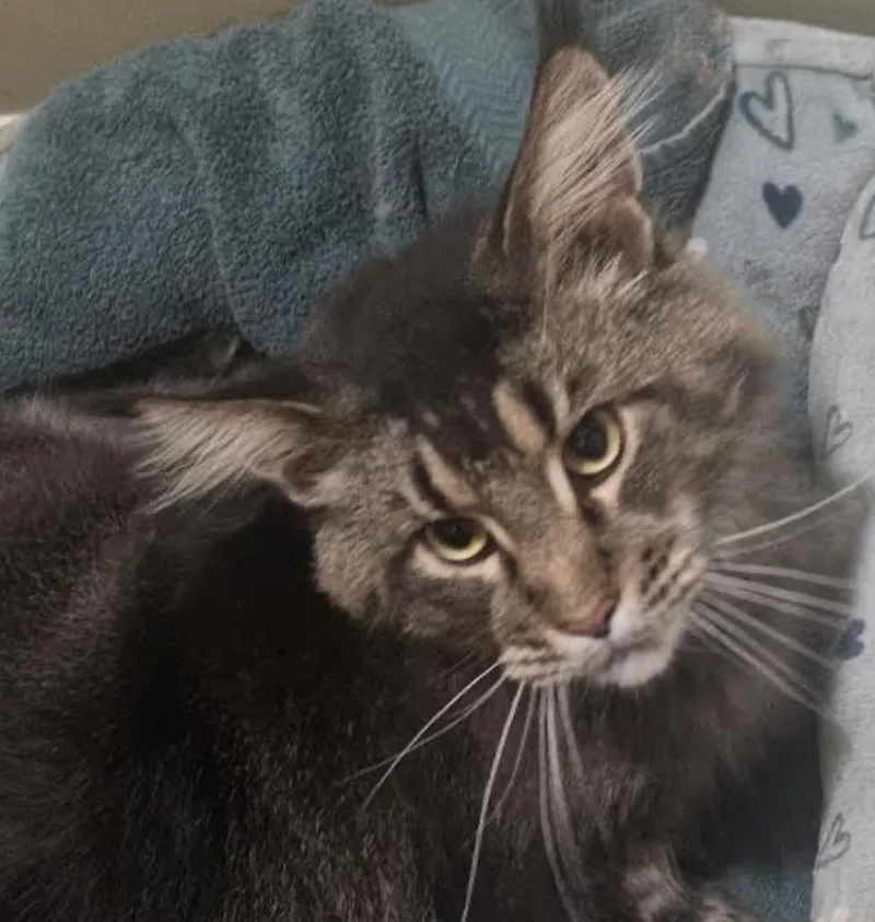 An adult large-sized male Tabby (Brown / Chocolate) Maine Coon cat named Whalen for adoption in Cincinnati, OH