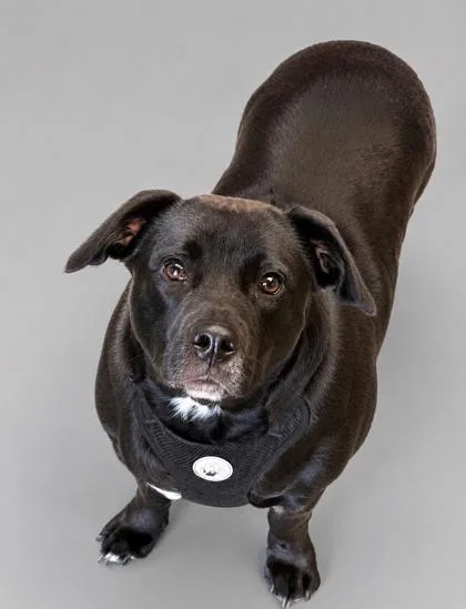 An adult small-sized male Labrador Retriever dog named Ace for adoption in Bowling Green, KY