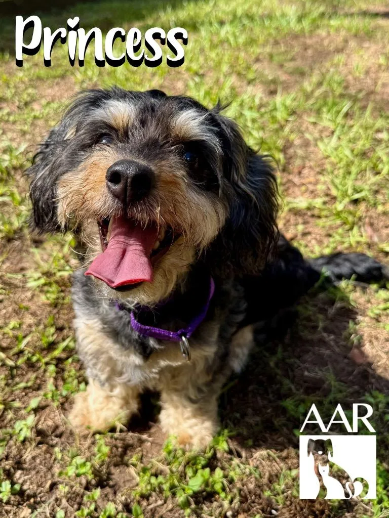 An adult small-sized female Schnauzer dog named Princess for adoption in Magnolia, TX