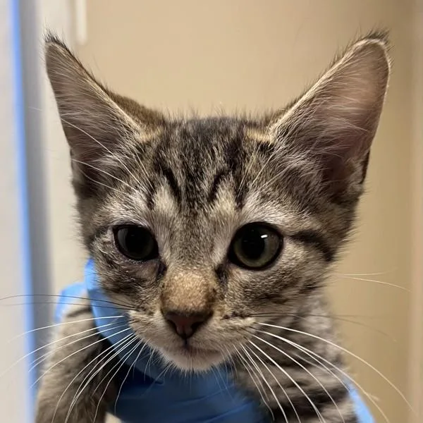 A baby small-sized male Domestic Short Hair cat named Katherine for adoption in Walnut Creek, CA
