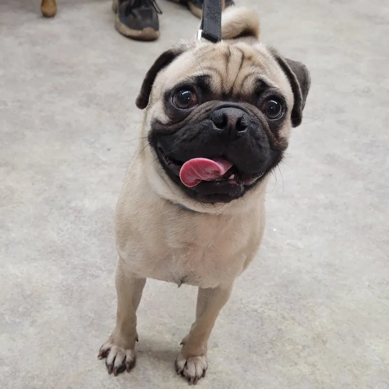 Meatball thumbnail 2