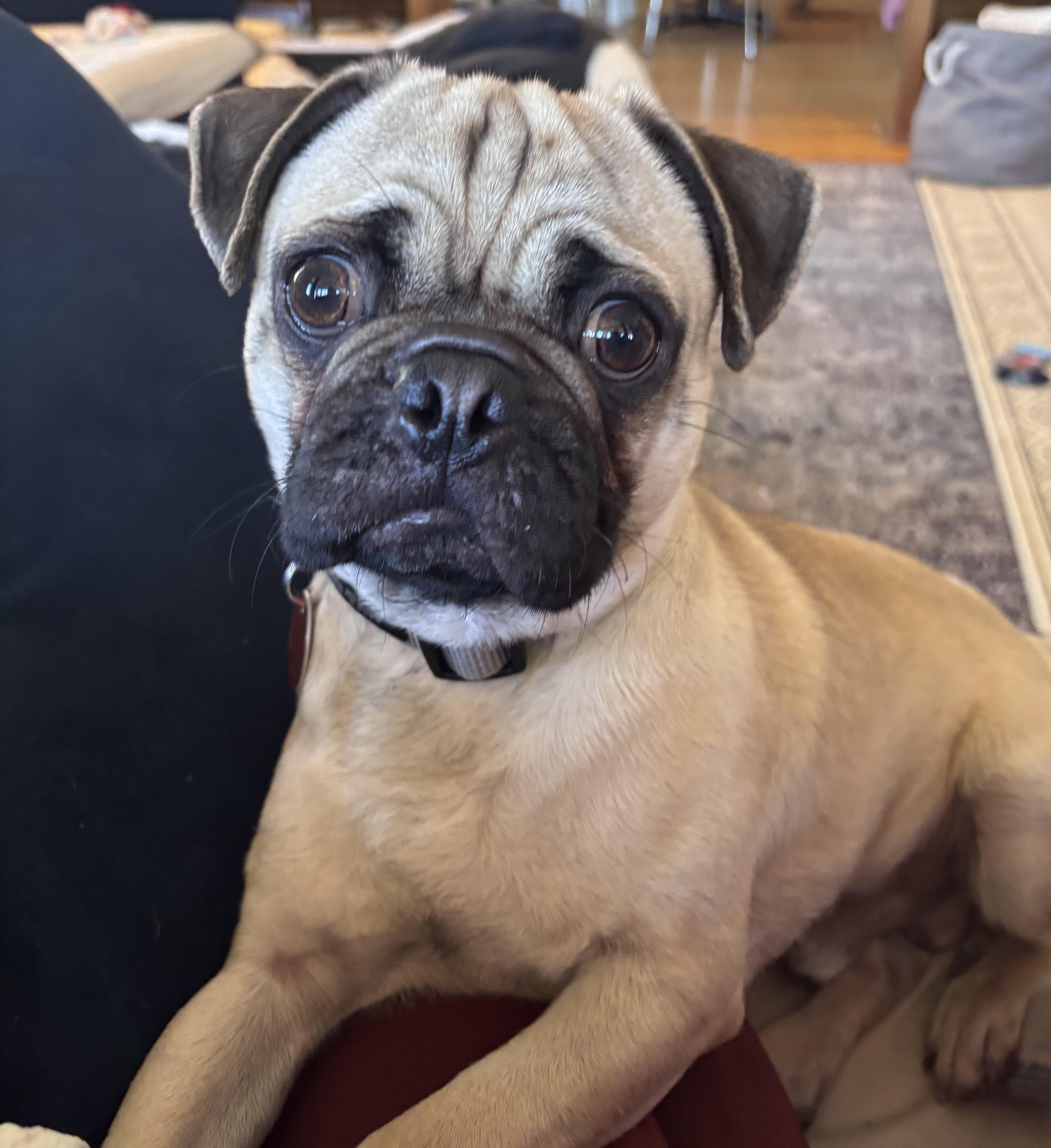 Meatball thumbnail 3