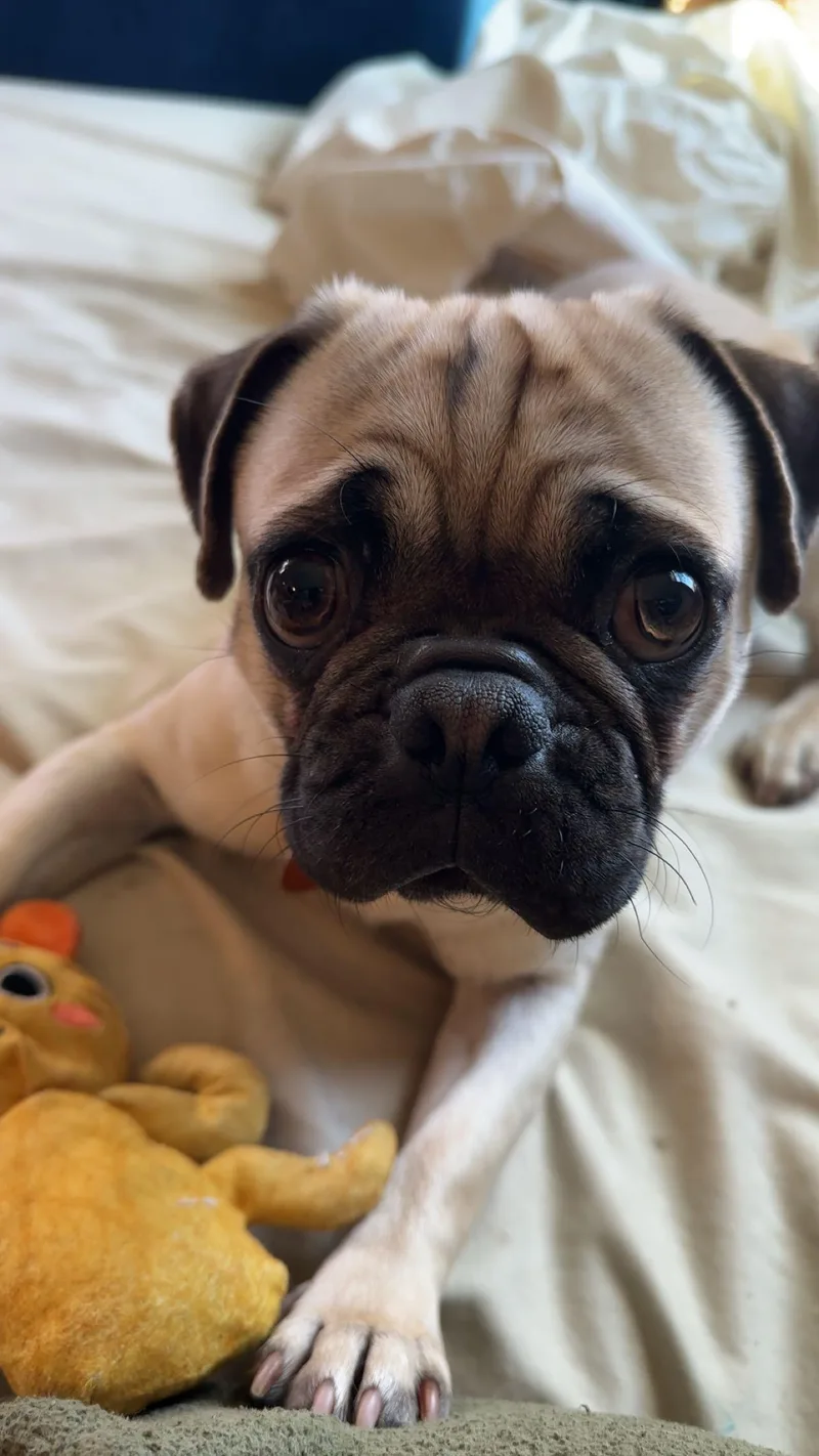 Meatball thumbnail 4