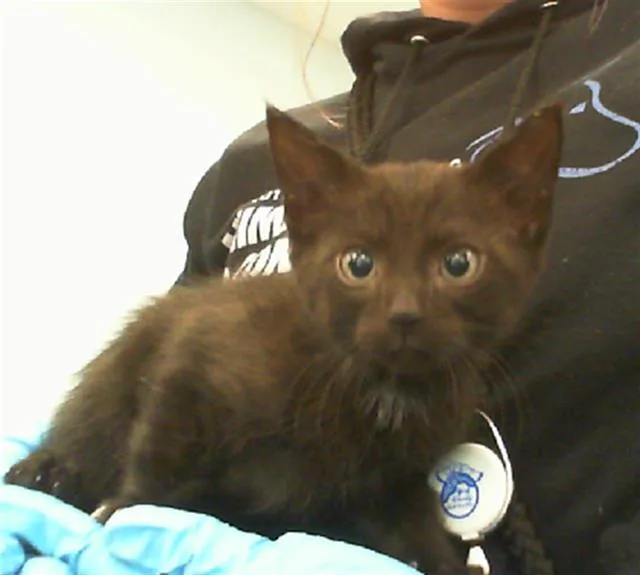 A baby small-sized male Domestic Short Hair cat named Ghost for adoption in Charlotte, NC