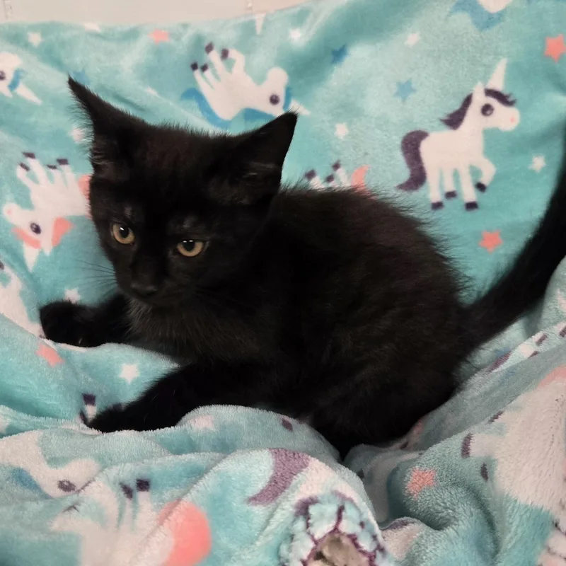 A young medium-sized male Black Domestic Short Hair cat named Ron for adoption in Xenia , OH