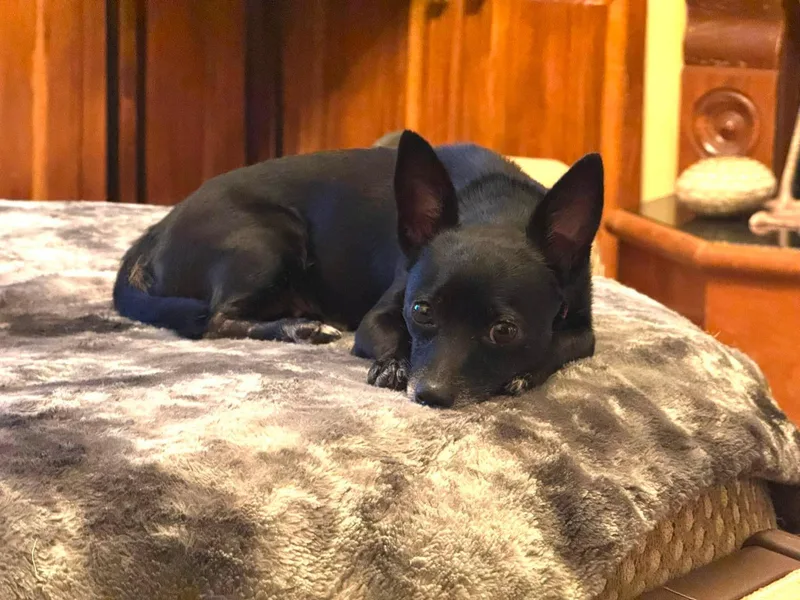 Mimi