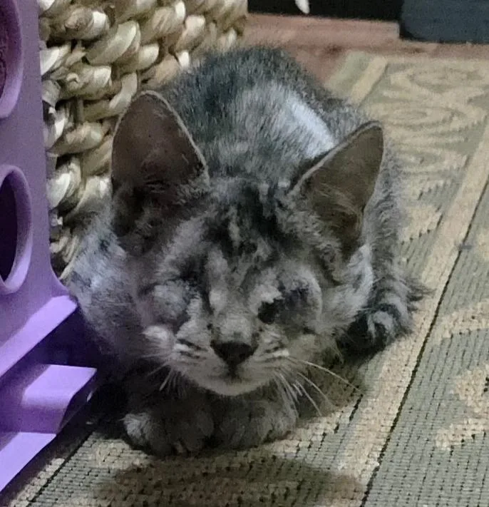 A baby medium-sized female Tabby (Buff / Tan / Fawn) Domestic Short Hair cat named Imara for adoption in Lafayette, LA
