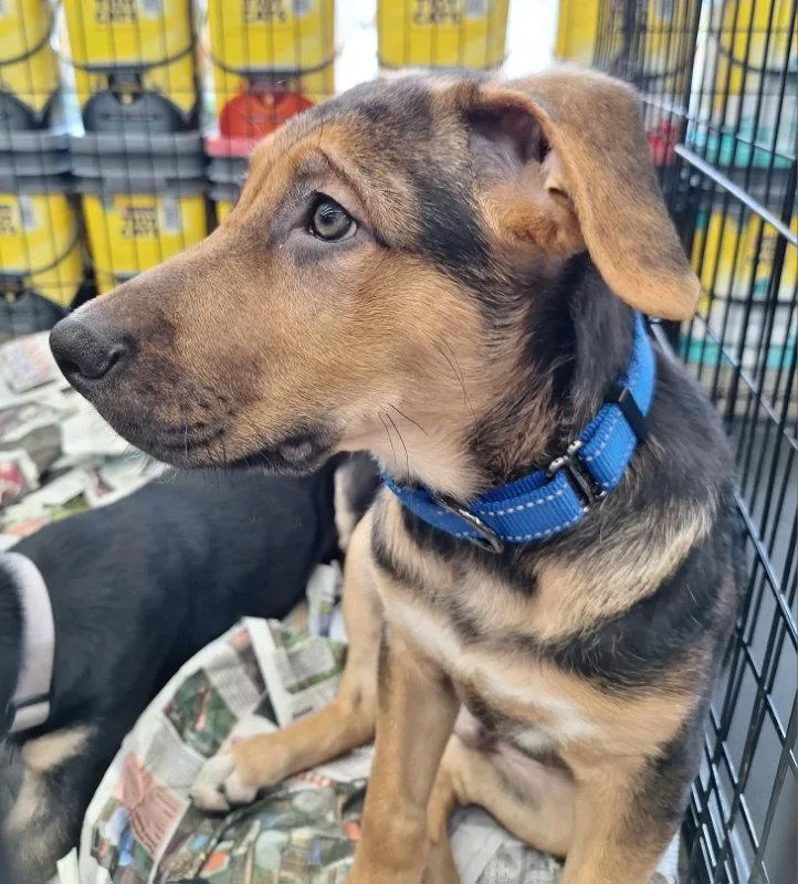 A baby extra large-sized male Shepherd dog named Hansel for adoption in House Springs, MO