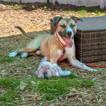 An adult large-sized male Mixed Breed dog named Melvin for adoption in Chamblee, GA