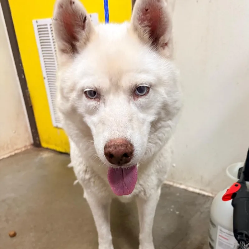 An adult medium-sized female White / Cream Husky dog named Cupcake for adoption in Bryan, TX