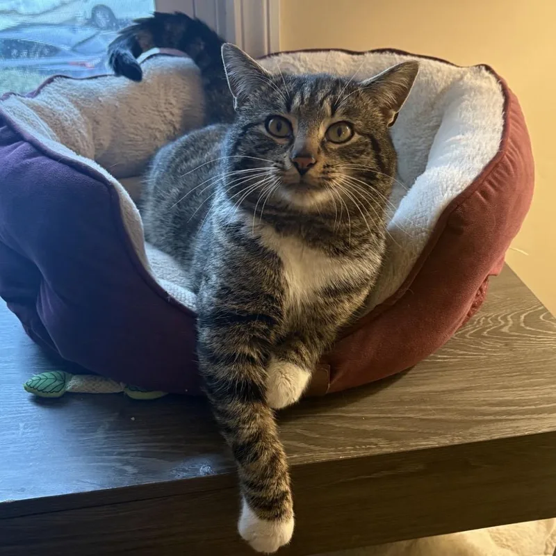 A young small-sized male Brown / Chocolate Domestic Short Hair cat named Arnold for adoption in Woodbury, NJ