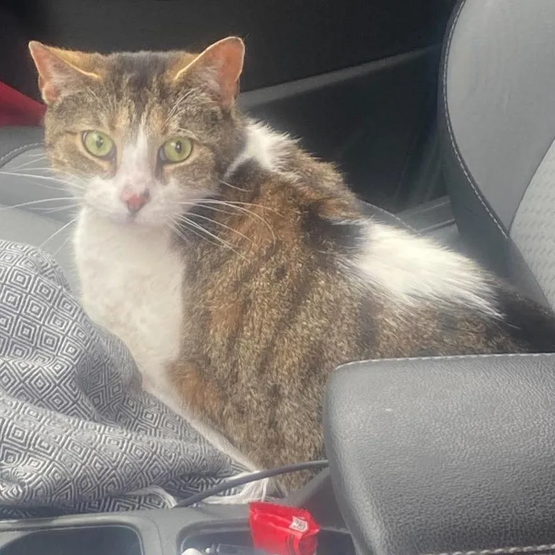 An adult large-sized male Brown / Chocolate Domestic Short Hair cat named Devyn for adoption in Huntington, WV