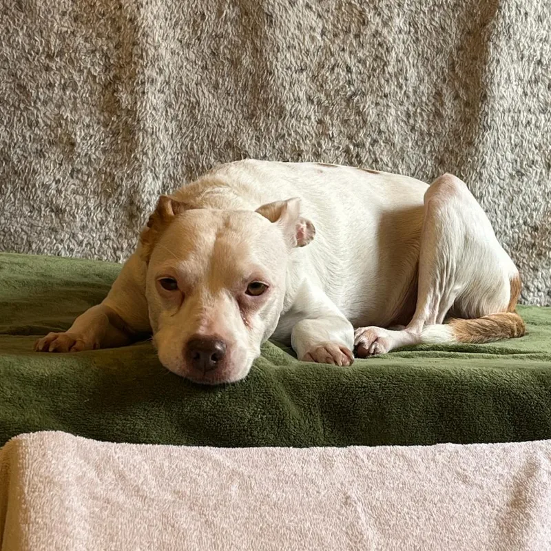 A senior medium-sized female White / Cream Jack Russell Terrier dog named Mackenzie for adoption in San Francisco, CA
