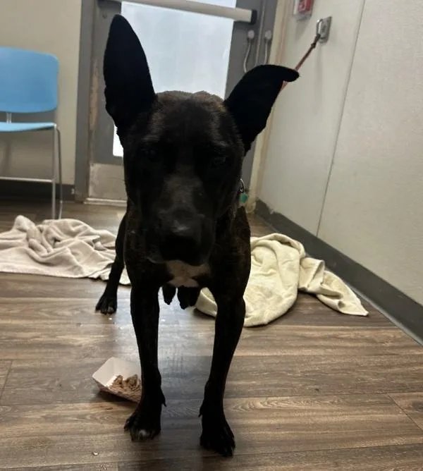 An adult large-sized female Shepherd dog named Rosie for adoption in San Diego, CA