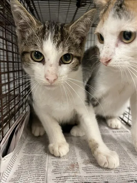 A baby small-sized male Domestic Short Hair cat named Dylan for adoption in Van Nuys, CA