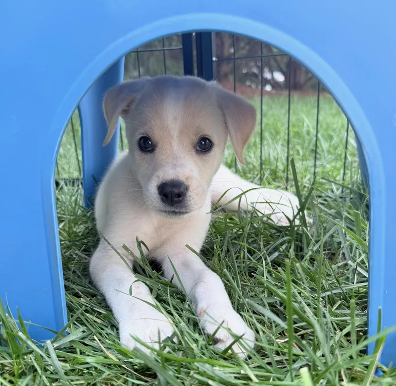 Daisy thumbnail 3
