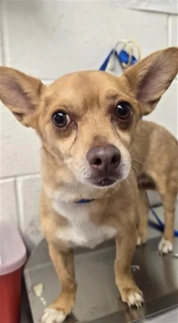 An adult small-sized male Chihuahua dog named Cauliflower for adoption in San Bernardino, CA