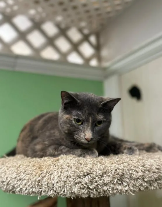 A young medium-sized female Tortoiseshell Domestic Short Hair cat named Edie for adoption in Chicago, IL