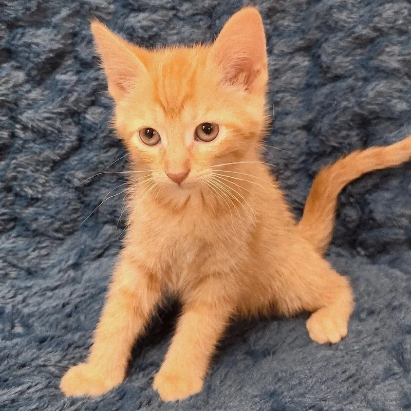 A baby small-sized female Orange / Red Domestic Short Hair cat named Sorbet for adoption in Brighton, MO