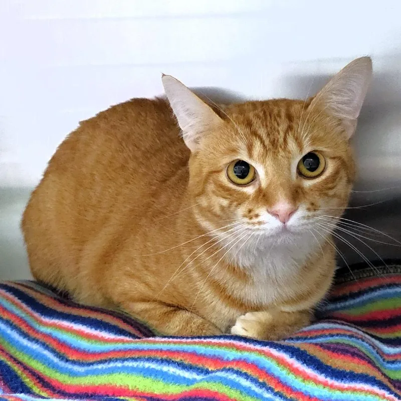 A young medium-sized male Orange / Red Domestic Short Hair cat named Mr. Pickles for adoption in Michigan City, IN