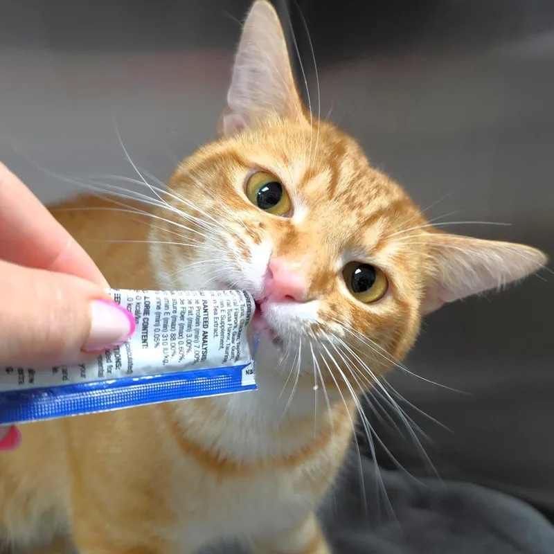 Mr. Pickles thumbnail 3