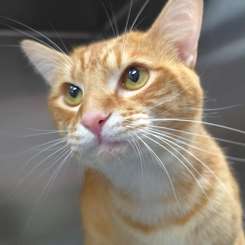 Mr. Pickles thumbnail 5