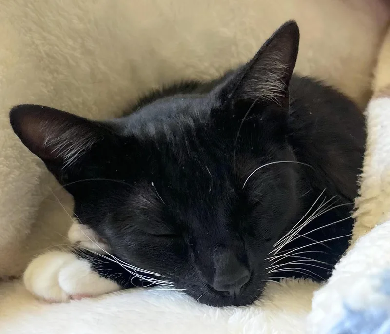 Bella  Cuddly Companion