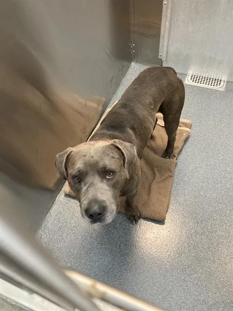 A young large-sized male Mixed Breed dog named Gremlin for adoption in Dallas, TX