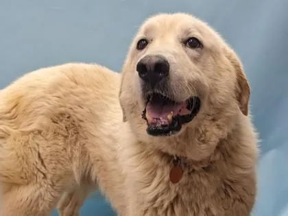 A senior extra large-sized female Great Pyrenees dog named Tilly for adoption in Coon Rapids, MN