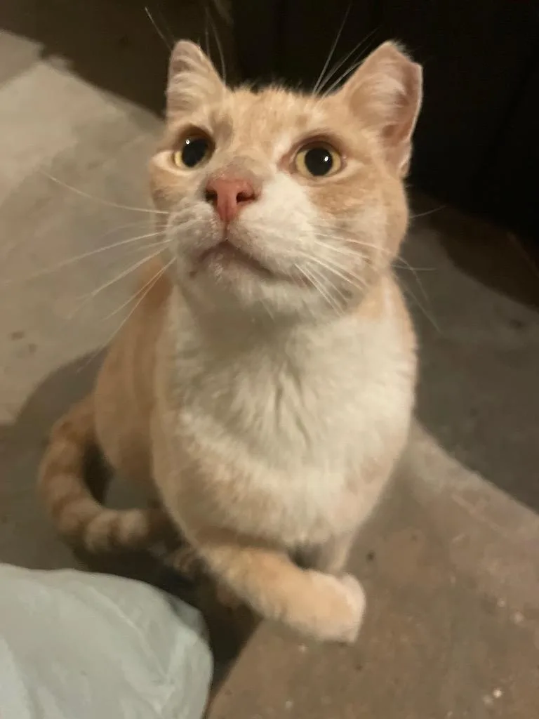 An adult medium-sized male Domestic Short Hair cat named Handsome Harry for adoption in Pawtucket, RI