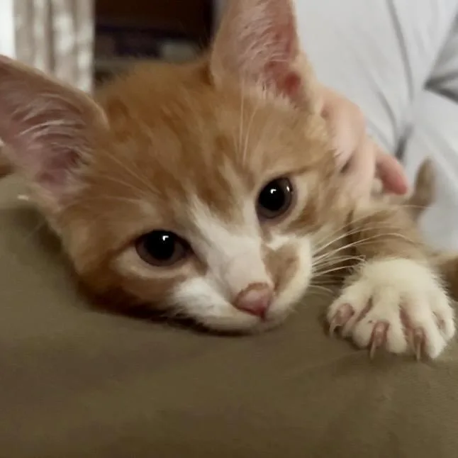 A baby medium-sized male Orange & White Domestic Short Hair cat named Creamsicle for adoption in Hamilton, NJ