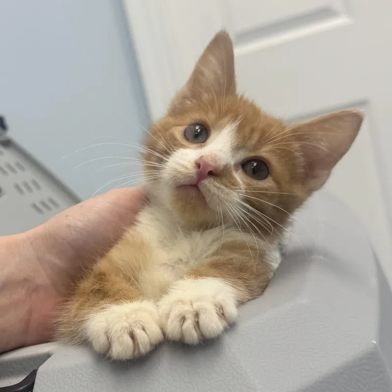 Creamsicle thumbnail 3