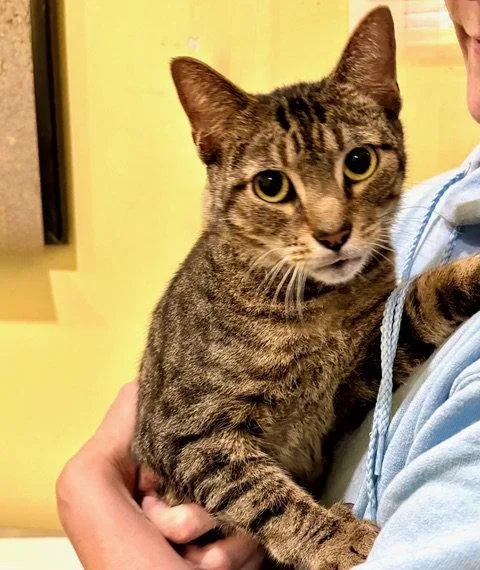 An adult medium-sized female Tabby cat named Antonio for adoption in Flint Hill, VA