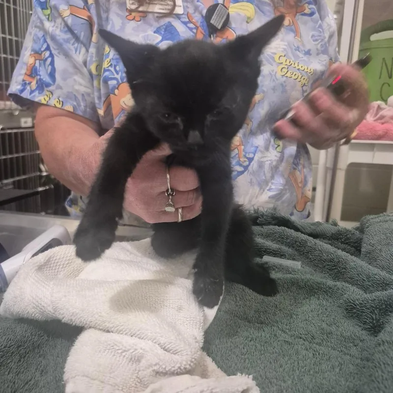A baby small-sized female Black Domestic Short Hair cat named Noi for adoption in Upland, CA